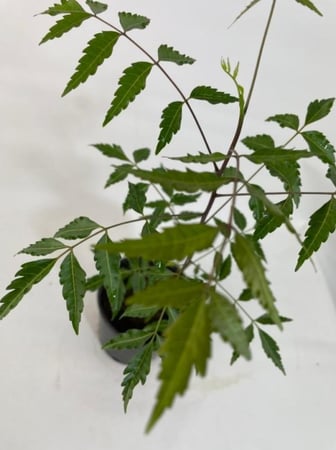 نبتة النيم Neem Tree  Azadirachta indica