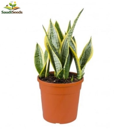 نبتة سانسفيريا سوبربا 40 سم Sansevieria Superba