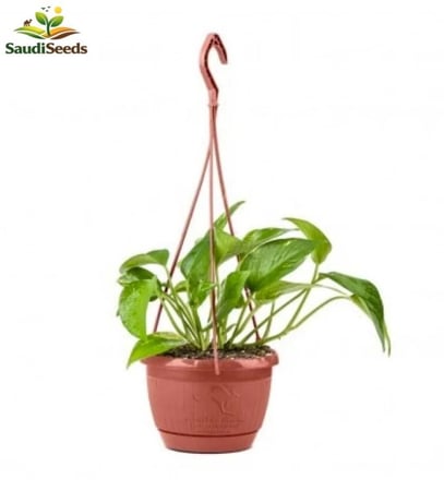 نبتة سكيندابسس بوتس بلدي Scindapsus
