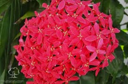أكسورا نانا وردي Ixora Nana Pink