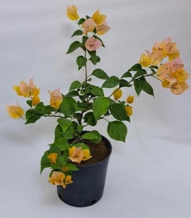 نبات جهنمية صغيرة Bougainvillea