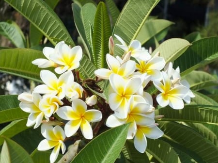 ياسمين هندي Plumeria Frangipani