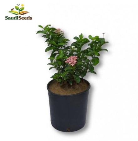 أكسورا نانا وردي Ixora Nana Pink