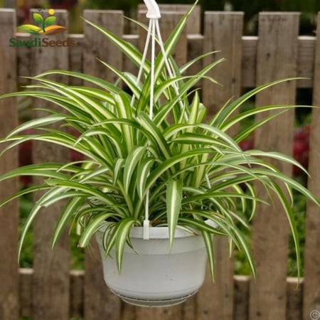نبتة العنكبوت كلوروفيتم Chlorophytum comosum