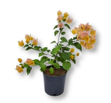نبات جهنمية صغيرة Bougainvillea