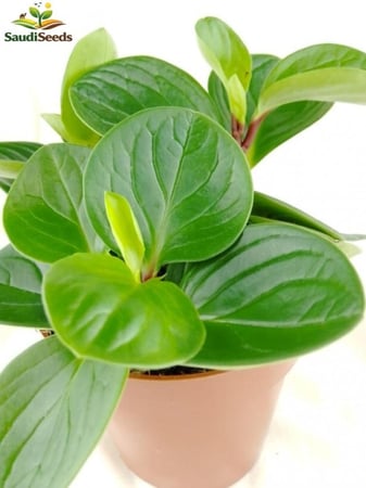 بيبروميا منفرجة Peperomia magnoliifolia