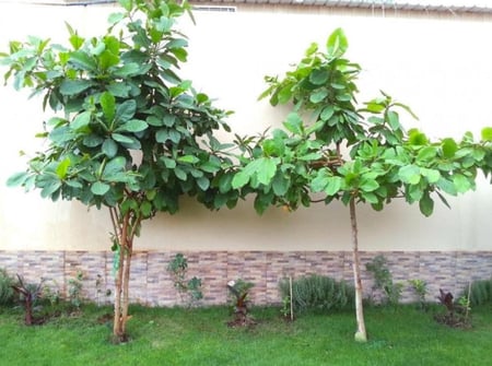 نبات لوز بجلي Indian Almond Terminalia catappa