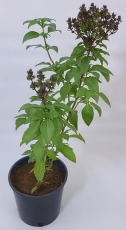 ريحان بلدي صغير Ocimum basilicum