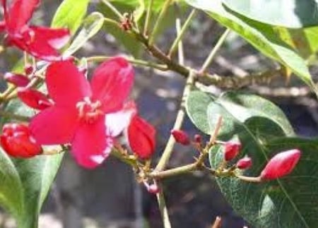 نبتة جاتروفا Jatropha integerrima