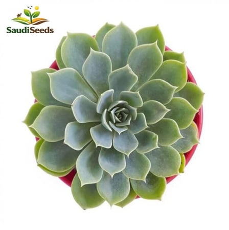 صبار الإيشيفيريا Echeveria Succulent