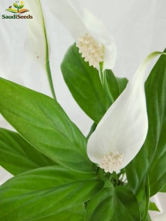الأشرعة البيضاء زنبق السلام Spathiphyllum wallisii