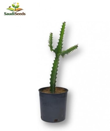 إيفوربيا الشمعدان Euphorbia Trigona