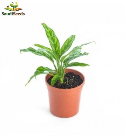 نبتة أجلونيما ماريا الأخضر Aglaonema Maria