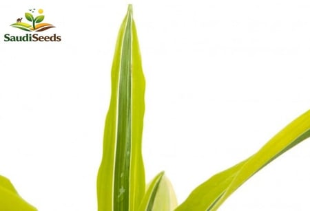 نبتة ليمون لايم الصغيرة Dracaena Lemon Lime