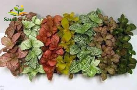 نبتة الفيتونيا المبرشقة الأوروبية Fittonia Nerve Plant