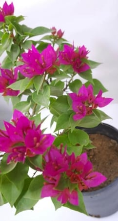 نبات جهنمية صغيرة Bougainvillea