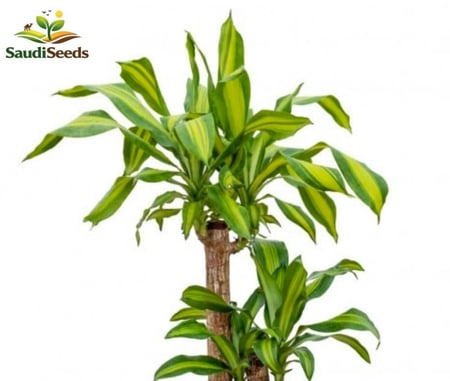 دراسينا ماسنجانا 3 سيقان 120 سم Dracaena Massangeana