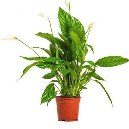 شجره الاشرعه البيضاء