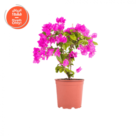 نبات الجهنمية