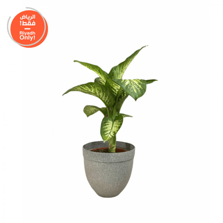 نبات ديفنباخيا