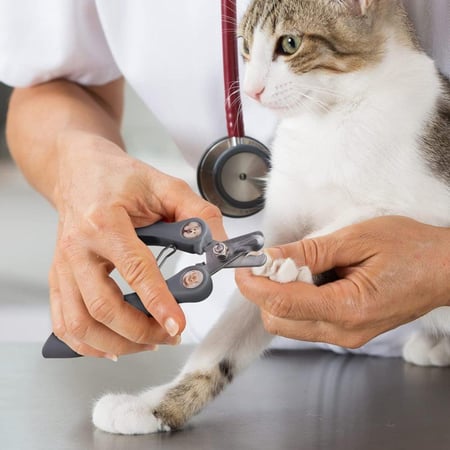 مقص لأضافر القطط والحيوانات الصغيرة ملون