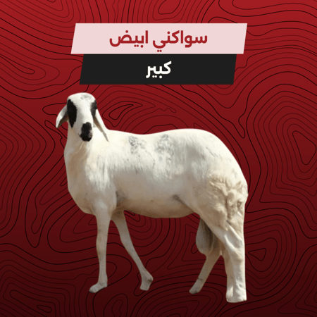 سواكني ابيض كبير