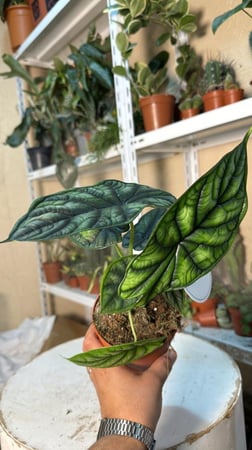‏Alocasia Dragon Scale - ألوكاسيا التنين الأخضر