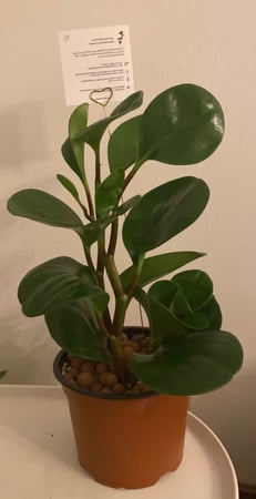 Peperomia obtusifolia Green - ببروميا ابتوسوفوليا الخضراء