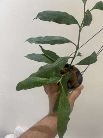 هويا مولتيفلورا- Hoya Multiflora