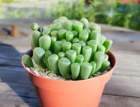 ‏ ‏Fenestraria Baby Toes - صبار نوافذ أصابع القدم الصغيرة