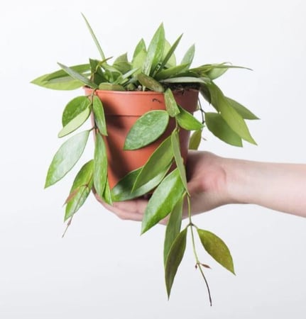 Hoya Gracilis- Hoya Memoria - هويا جراسيليس - هويا ميموريا
