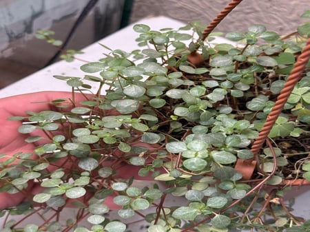 Pilea glaucophylla Greyzy - بيليا الجلوكوفيلا الرمادية