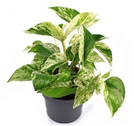 ابيبريمنيوم ماربل كوين -  Epipremnum Pothos Marble Queen