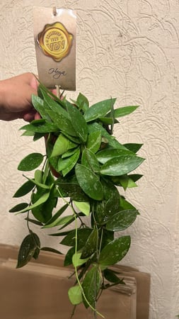 Hoya Gracilis- Hoya Memoria - هويا جراسيليس - هويا ميموريا