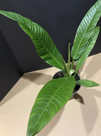 فيلوديندرون كامبي- Philodendron Campii