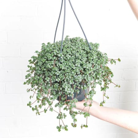 Pilea glaucophylla Greyzy - بيليا الجلوكوفيلا الرمادية