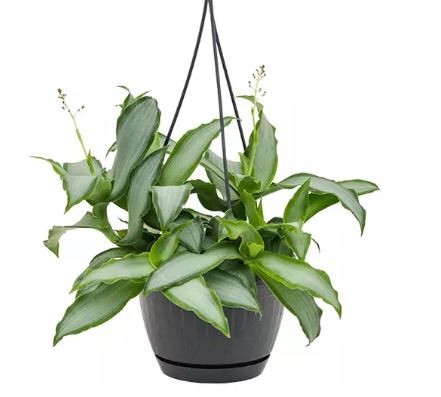 ماردانيا لوريفورميس النجم الساطع - Mardania loriformis Bright Star