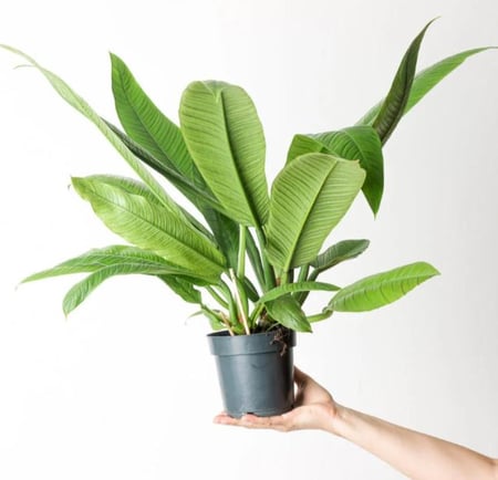 فيلوديندرون كامبي- Philodendron Campii
