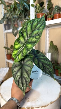 ‏Alocasia Dragon Scale - ألوكاسيا التنين الأخضر