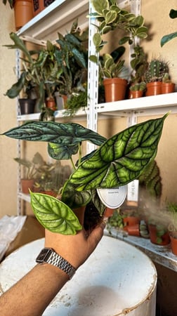‏Alocasia Dragon Scale - ألوكاسيا التنين الأخضر