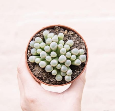 ‏ ‏Fenestraria Baby Toes - صبار نوافذ أصابع القدم الصغيرة