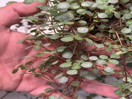 Pilea glaucophylla Greyzy - بيليا الجلوكوفيلا الرمادية