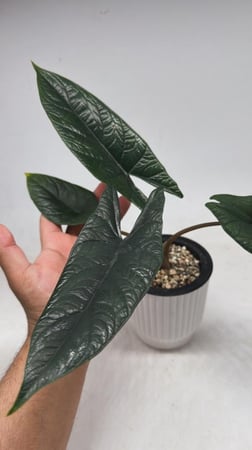 Alocasia Scalprum - ألوكاسيا سكلبرم