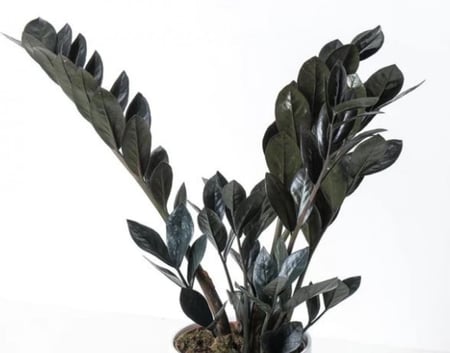 زاميا بلاك ريفن   - Zamioculcas zamiifolia raven