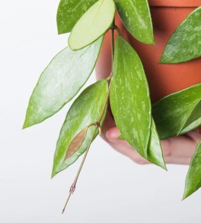Hoya Gracilis- Hoya Memoria - هويا جراسيليس - هويا ميموريا