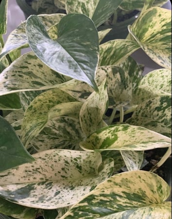 ابيبريمنيوم ماربل كوين -  Epipremnum Pothos Marble Queen