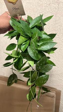 Hoya Gracilis- Hoya Memoria - هويا جراسيليس - هويا ميموريا