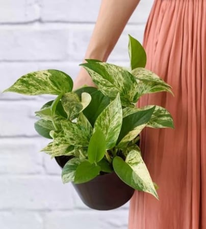 ابيبريمنيوم ماربل كوين -  Epipremnum Pothos Marble Queen