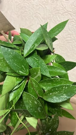 Hoya Gracilis- Hoya Memoria - هويا جراسيليس - هويا ميموريا