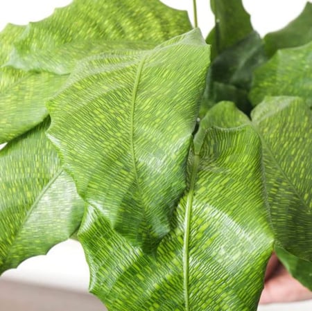 كالاثيا موسايكا - Calathea Musaica Network